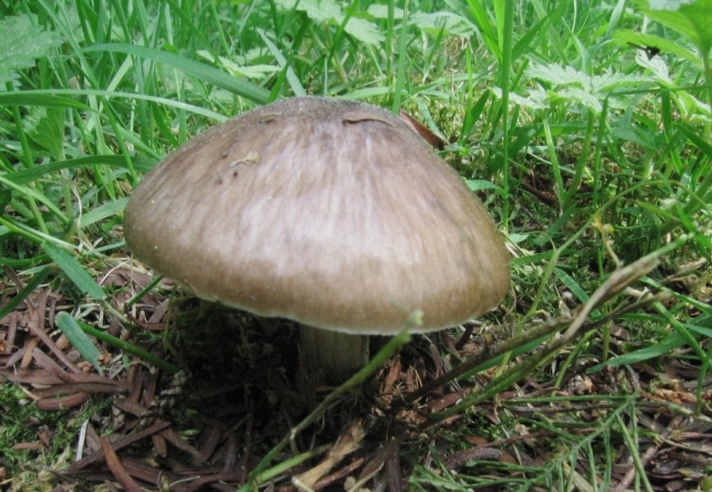 Pluteus cervinus inodore? (cfr. Pluteus pouzarianus)